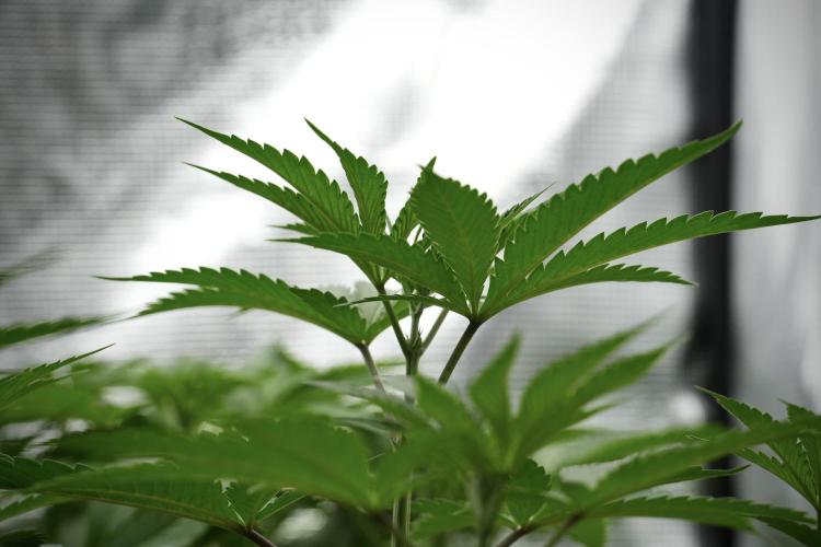 Pheno B Pickle Lemon Haze F1 Zamnesia. Week 5 - Pickle Lemon Haze F1 – Pheno B the bushy one 