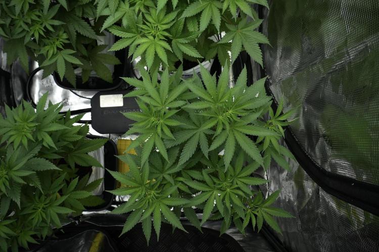 Pheno B Pickle Lemon Haze F1 Zamnesia. Week 5 - Pickle Lemon Haze F1 – Pheno B the bushy one 