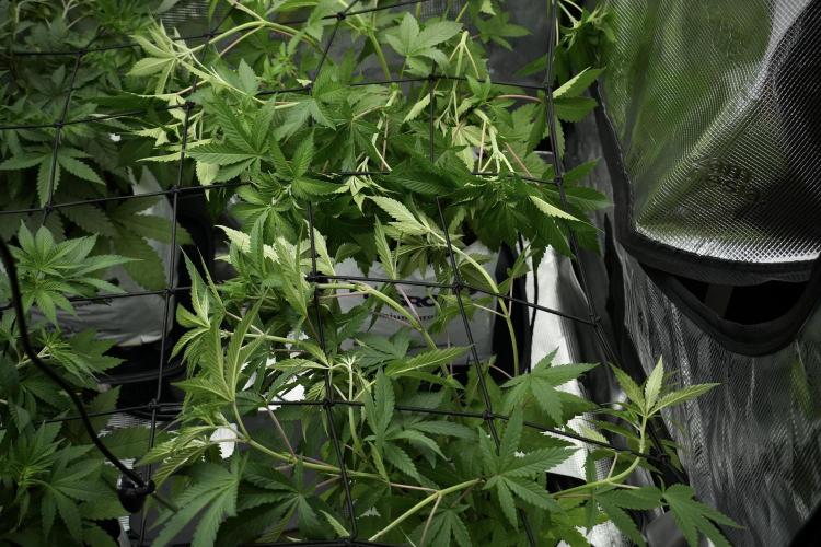 Pheno B Pickle Lemon Haze F1 Zamnesia. Week 5 - Pickle Lemon Haze F1 – Pheno B scrog intalation 