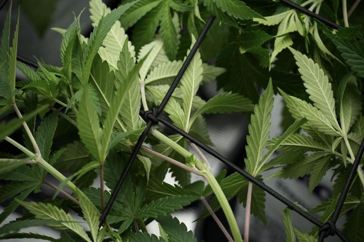 Pheno B Pickle Lemon Haze F1 Zamnesia. Week 5 - Pickle Lemon Haze F1 – Pheno B scrog intalation 
