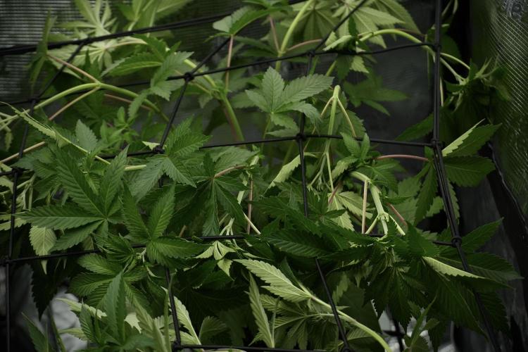 Pheno B Pickle Lemon Haze F1 Zamnesia. Week 5 - Pickle Lemon Haze F1 – Pheno B scrog intalation 