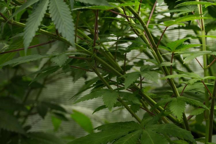 Pheno B Pickle Lemon Haze F1 Zamnesia. Week 5 - Pickle Lemon Haze F1 – Pheno B scrog intalation 