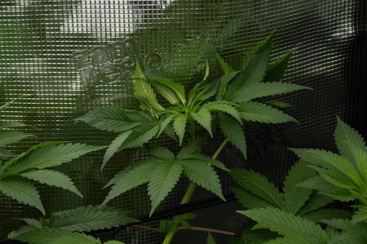 Pheno B Pickle Lemon Haze F1 Zamnesia. Week 5 - Pickle Lemon Haze F1 – Pheno B scrog intalation 