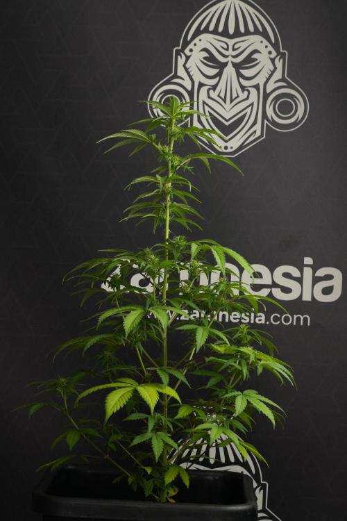Blueberry  Muffin by Zamnesia Pheno A. Week 7 - Blueberry Muffin Pheno A