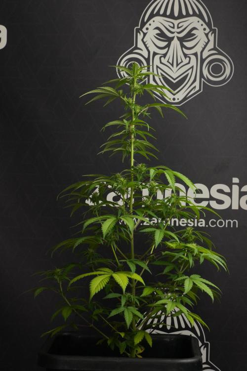 Blueberry  Muffin by Zamnesia Pheno A. Week 7 - Blueberry Muffin Pheno A
