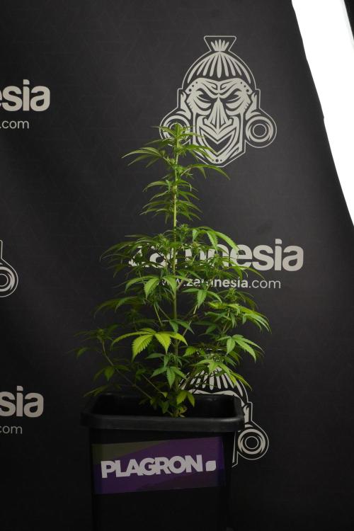 Blueberry  Muffin by Zamnesia Pheno A. Week 7 - Blueberry Muffin Pheno A