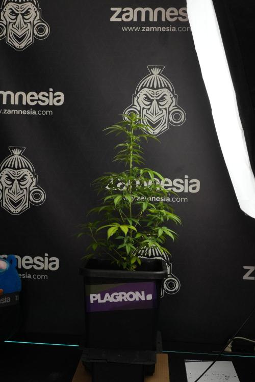 Blueberry  Muffin by Zamnesia Pheno A. Week 7 - Blueberry Muffin Pheno A