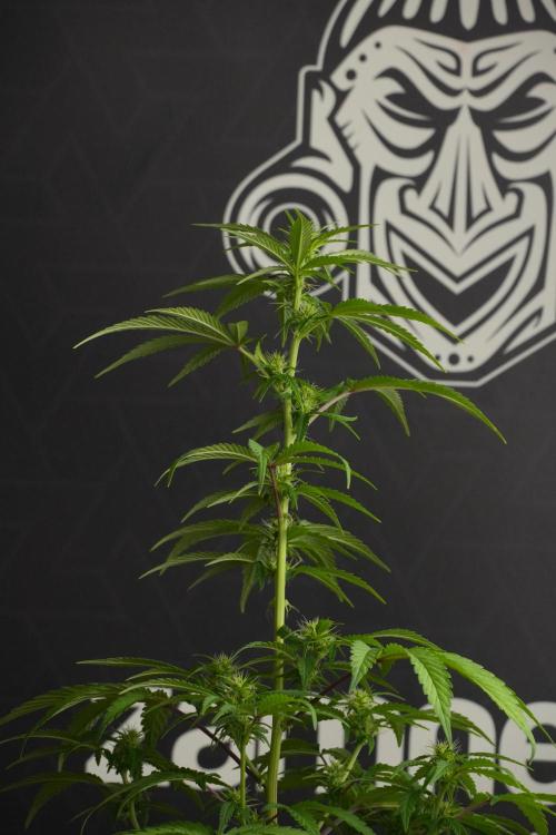 Blueberry  Muffin by Zamnesia Pheno A. Week 7 - Blueberry Muffin Pheno A