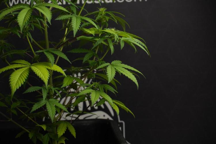 Blueberry  Muffin by Zamnesia Pheno A. Week 7 - Blueberry Muffin Pheno A
