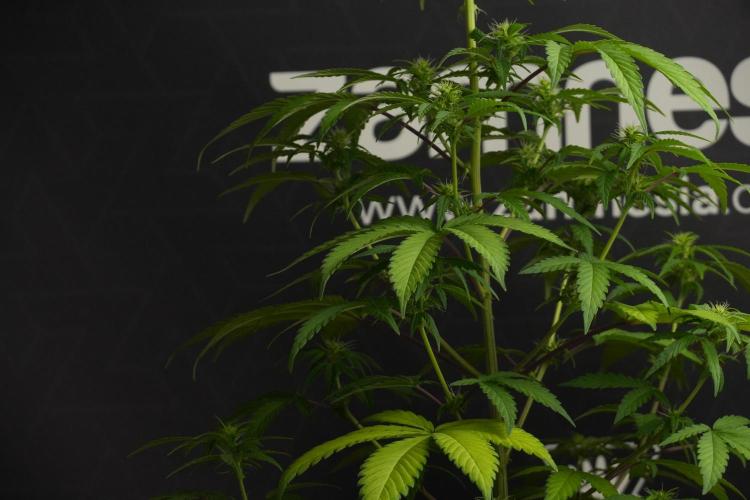 Blueberry  Muffin by Zamnesia Pheno A. Week 7 - Blueberry Muffin Pheno A