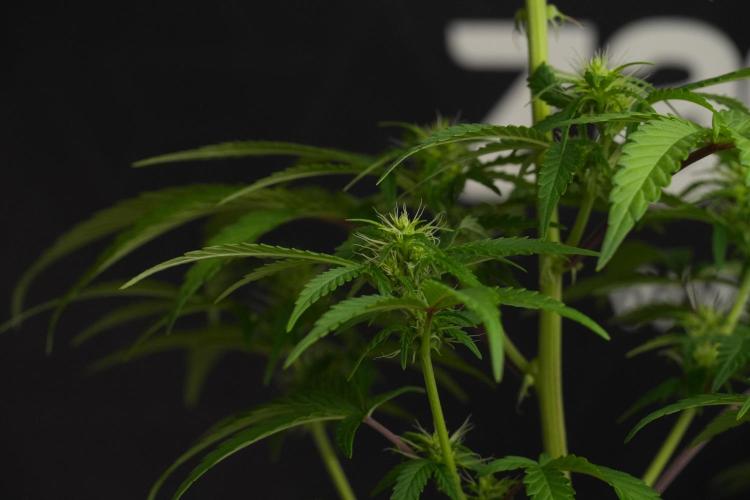 Blueberry  Muffin by Zamnesia Pheno A. Week 7 - Blueberry Muffin Pheno A