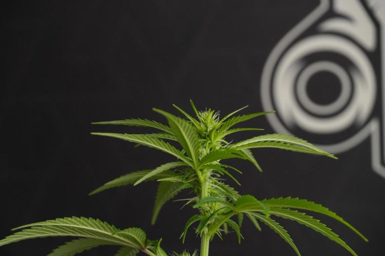 Blueberry  Muffin by Zamnesia Pheno A. Week 7 - Blueberry Muffin Pheno A