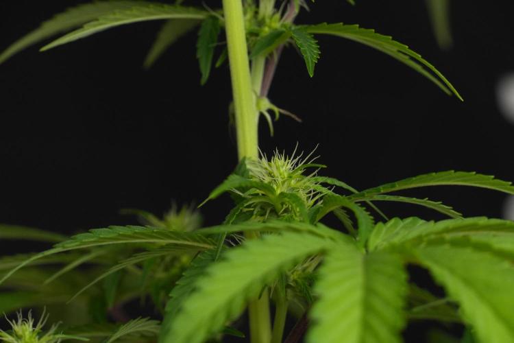 Blueberry  Muffin by Zamnesia Pheno A. Week 7 - Blueberry Muffin Pheno A