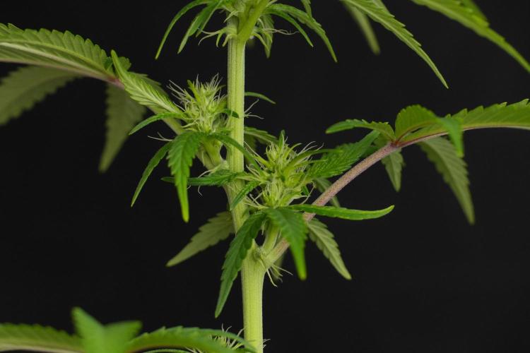Blueberry  Muffin by Zamnesia Pheno A. Week 7 - Blueberry Muffin Pheno A