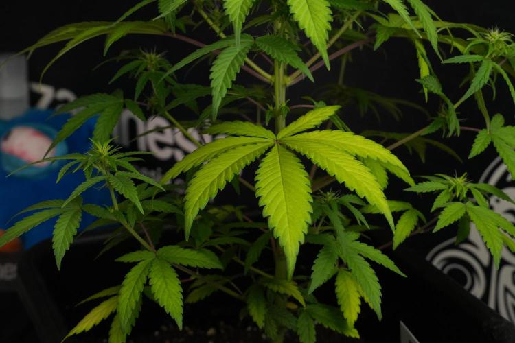 Blueberry  Muffin by Zamnesia Pheno A. Week 7 - Blueberry Muffin Pheno A