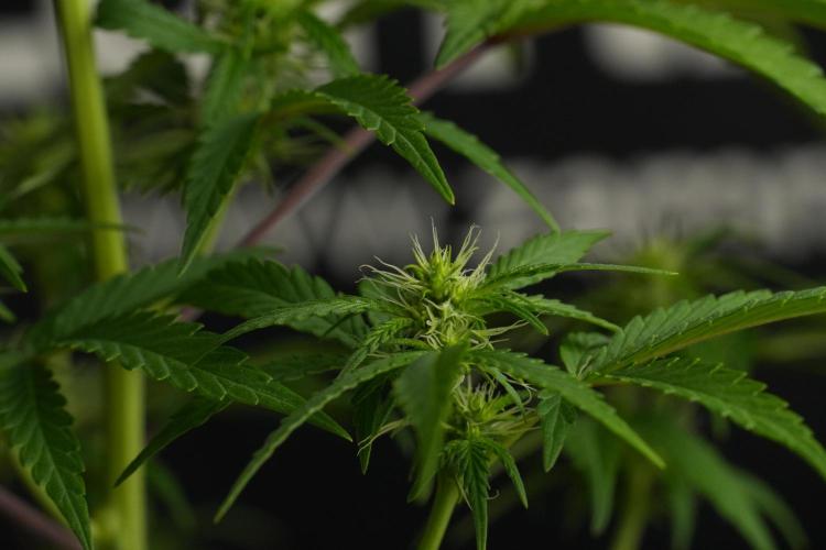 Blueberry  Muffin by Zamnesia Pheno A. Week 7 - Blueberry Muffin Pheno A