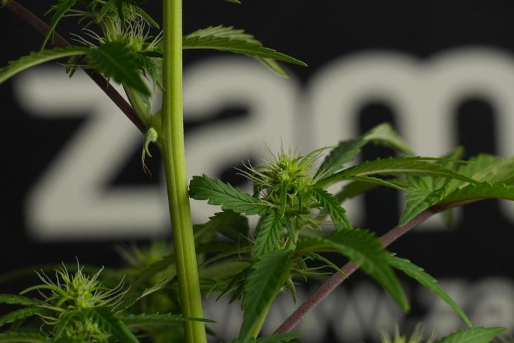 Blueberry  Muffin by Zamnesia Pheno A. Week 7 - Blueberry Muffin Pheno A