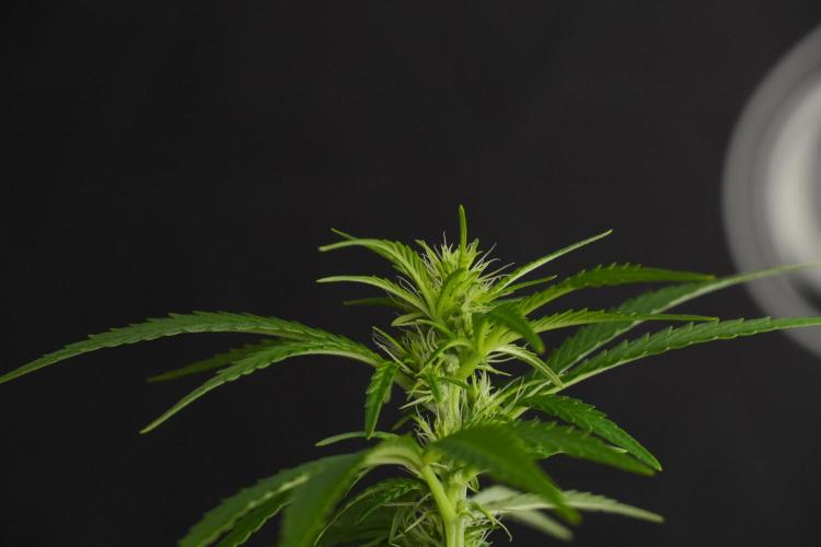 Blueberry  Muffin by Zamnesia Pheno A. Week 7 - Blueberry Muffin Pheno A