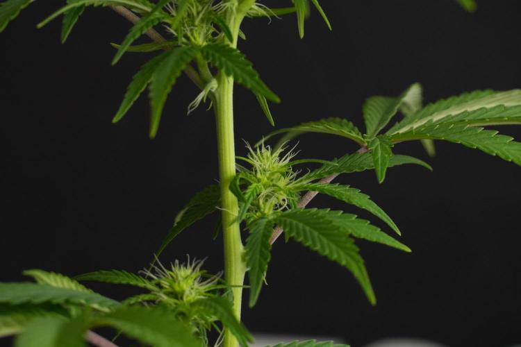 Blueberry  Muffin by Zamnesia Pheno A. Week 7 - Blueberry Muffin Pheno A