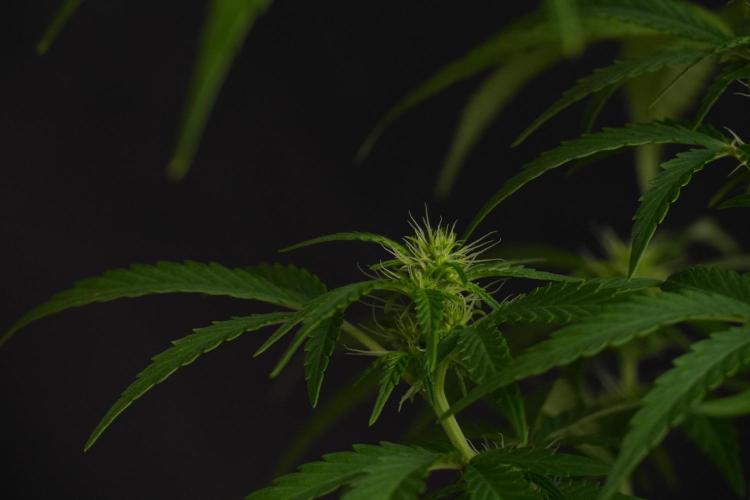 Blueberry  Muffin by Zamnesia Pheno A. Week 7 - Blueberry Muffin Pheno A