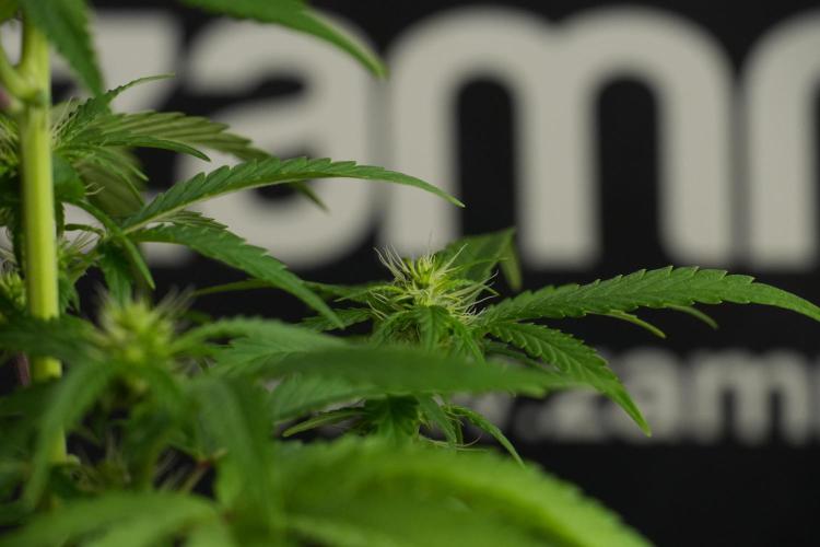 Blueberry  Muffin by Zamnesia Pheno A. Week 7 - Blueberry Muffin Pheno A