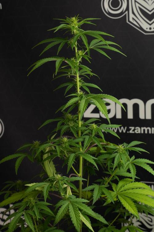 Blueberry  Muffin by Zamnesia Pheno A. Week 7 - Blueberry Muffin Pheno A