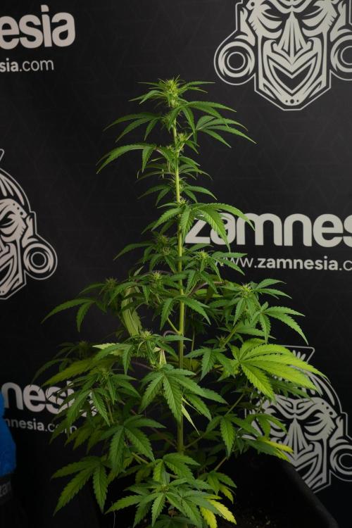 Blueberry  Muffin by Zamnesia Pheno A. Week 7 - Blueberry Muffin Pheno A