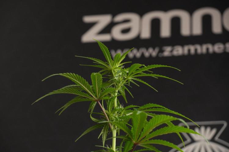 Blueberry  Muffin by Zamnesia Pheno A. Week 7 - Blueberry Muffin Pheno A