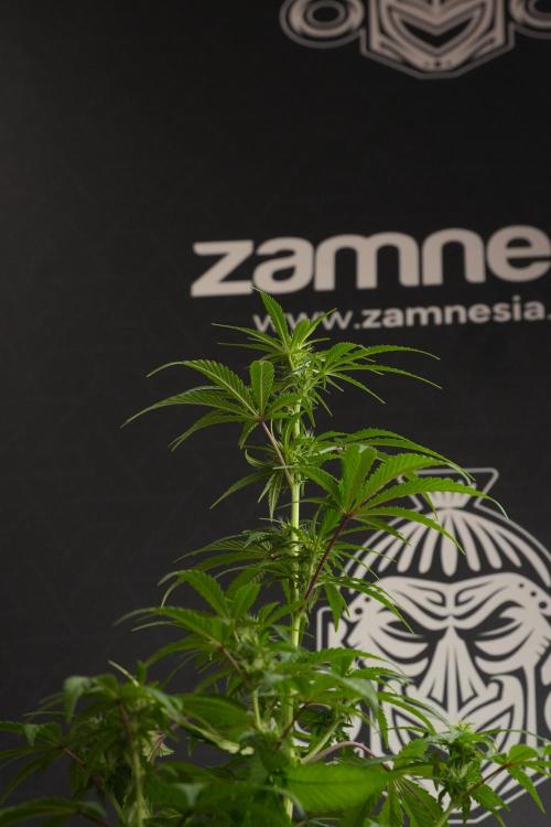 Blueberry  Muffin by Zamnesia Pheno A. Week 7 - Blueberry Muffin Pheno A