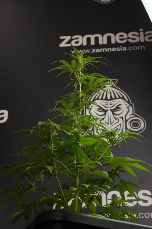 Blueberry  Muffin by Zamnesia Pheno A. Week 7 - Blueberry Muffin Pheno A