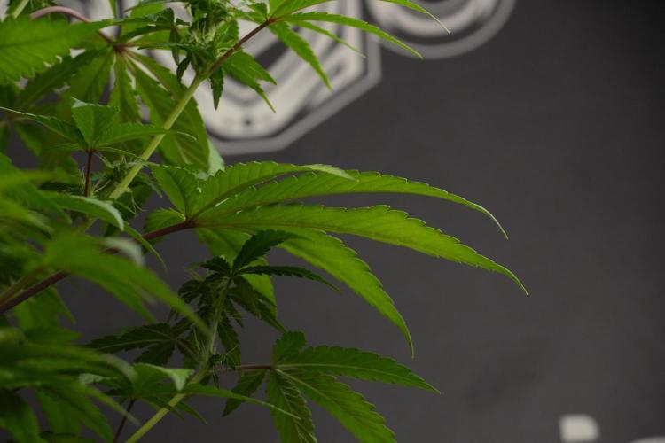 Blueberry  Muffin by Zamnesia Pheno A. Week 7 - Blueberry Muffin Pheno A