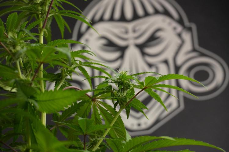 Blueberry  Muffin by Zamnesia Pheno A. Week 7 - Blueberry Muffin Pheno A