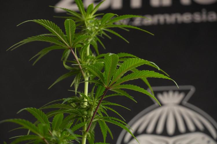 Blueberry  Muffin by Zamnesia Pheno A. Week 7 - Blueberry Muffin Pheno A