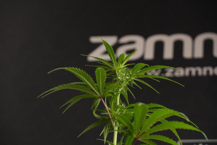 Blueberry  Muffin by Zamnesia Pheno A. Week 7 - Blueberry Muffin Pheno A