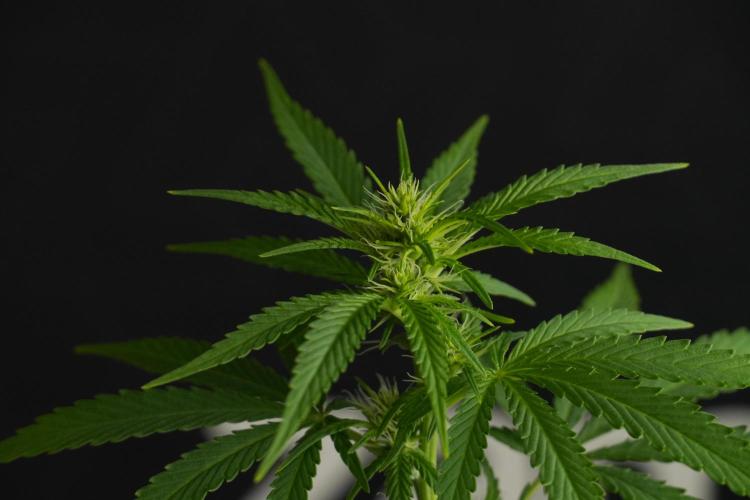 Blueberry  Muffin by Zamnesia Pheno A. Week 7 - Blueberry Muffin Pheno A