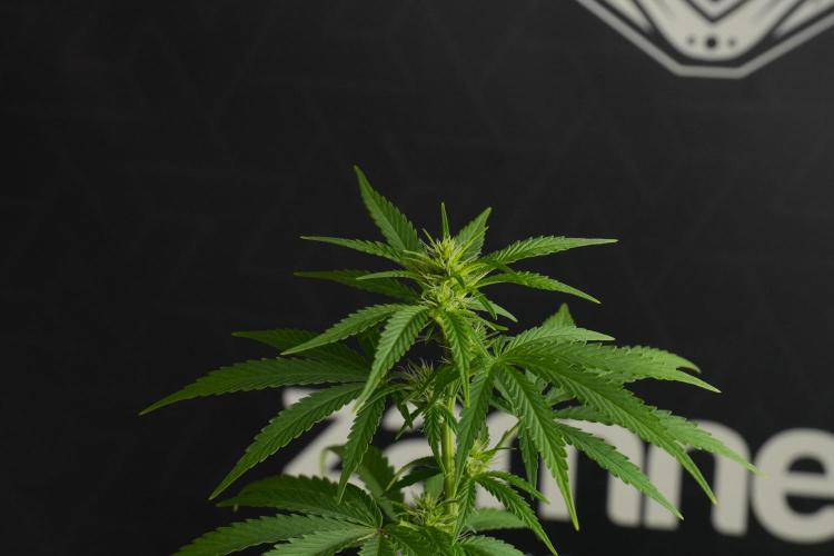 Blueberry  Muffin by Zamnesia Pheno A. Week 7 - Blueberry Muffin Pheno A