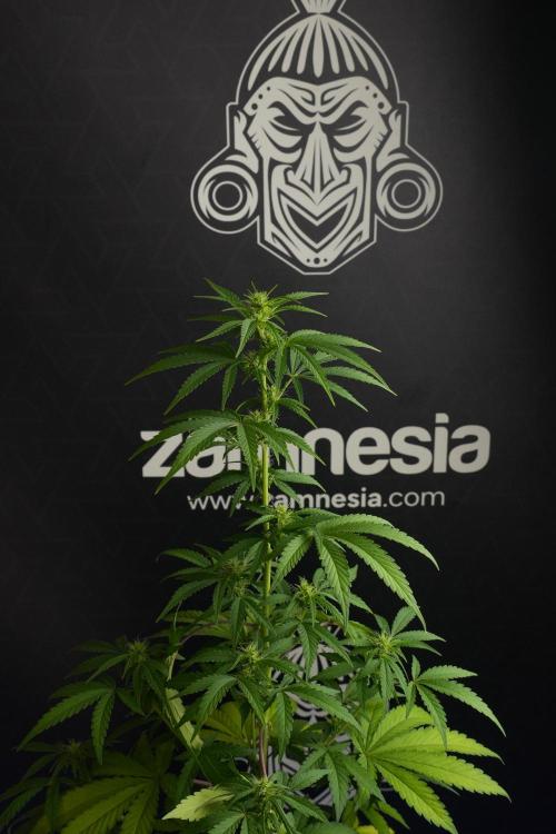 Blueberry  Muffin by Zamnesia Pheno A. Week 7 - Blueberry Muffin Pheno A
