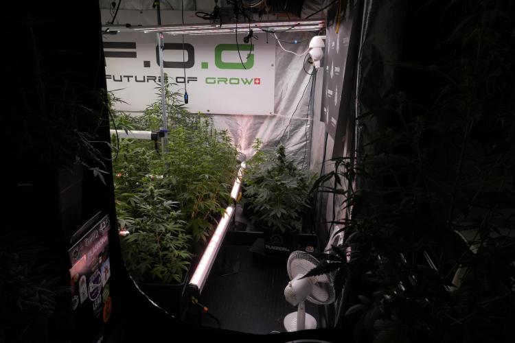 Blueberry  Muffin by Zamnesia Pheno A. Week 7 - Blueberry Muffin Pheno A
