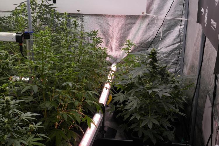 Blueberry  Muffin by Zamnesia Pheno A. Week 7 - Blueberry Muffin Pheno A