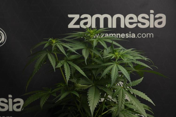 Pheno B Blueberry  Muffin by Zamnesia. Week 7 - Blueberry Muffin Plant B