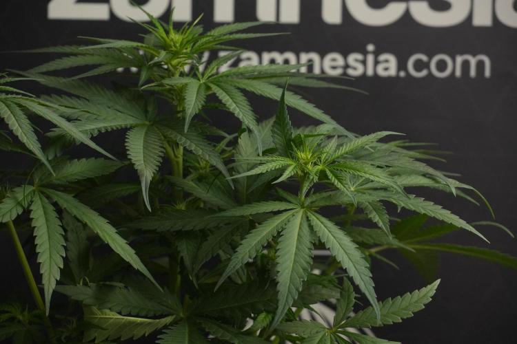 Pheno B Blueberry  Muffin by Zamnesia. Week 7 - Blueberry Muffin Plant B