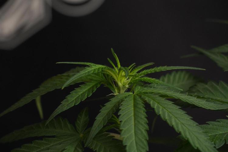 Pheno B Blueberry  Muffin by Zamnesia. Week 7 - Blueberry Muffin Plant B