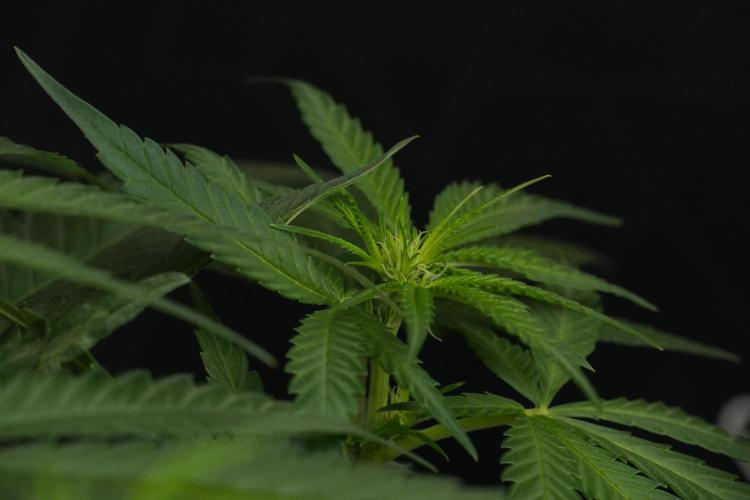Pheno B Blueberry  Muffin by Zamnesia. Week 7 - Blueberry Muffin Plant B