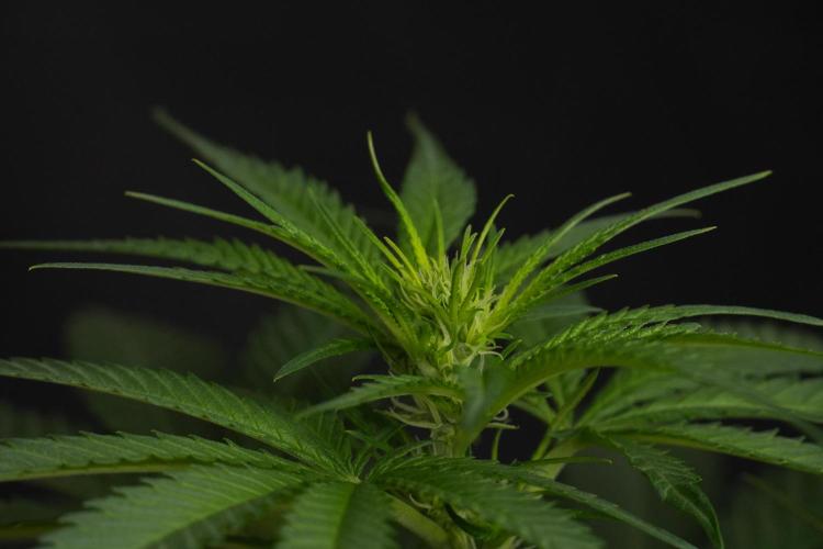 Pheno B Blueberry  Muffin by Zamnesia. Week 7 - Blueberry Muffin Plant B