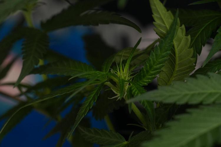 Pheno B Blueberry  Muffin by Zamnesia. Week 7 - Blueberry Muffin Plant B