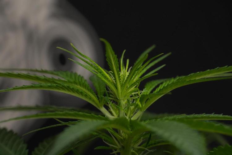 Pheno B Blueberry  Muffin by Zamnesia. Week 7 - Blueberry Muffin Plant B