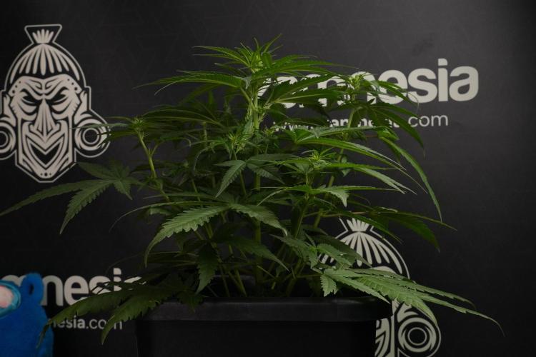 Pheno B Blueberry  Muffin by Zamnesia. Week 7 - Blueberry Muffin Plant B