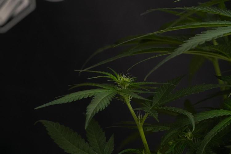 Pheno B Blueberry  Muffin by Zamnesia. Week 7 - Blueberry Muffin Plant B