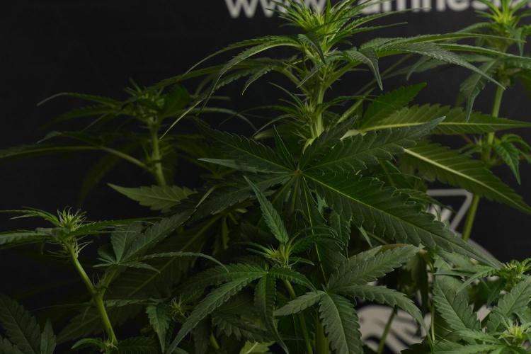 Pheno B Blueberry  Muffin by Zamnesia. Week 7 - Blueberry Muffin Plant B