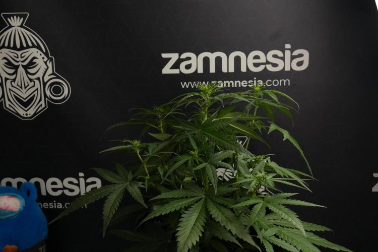 Pheno B Blueberry  Muffin by Zamnesia. Week 7 - Blueberry Muffin Plant B